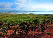 A Guide to Sardinia’s Wine Country ─ Where to Visit and What to Sip?