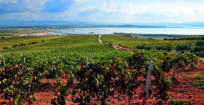 A Guide to Sardinia’s Wine Country ─ Where to Visit and What to Sip?